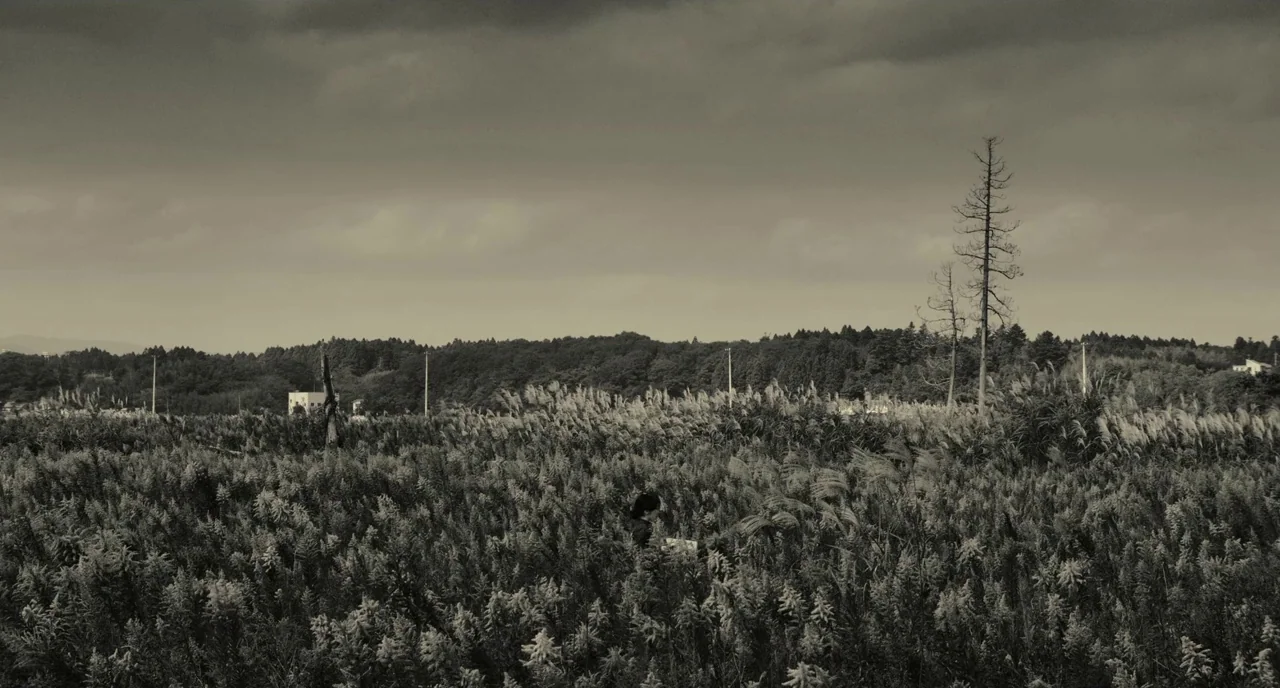 The Whispering Star (2015) movie still: wide — A vast field of tall, feathery silver grass stretches toward a dense forested horizon. A single…
