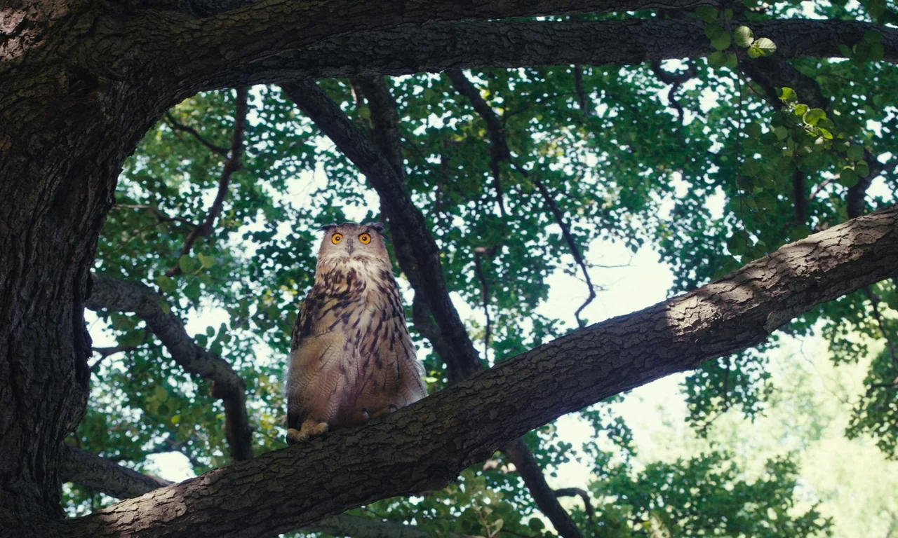 Sidonie in Japan (2023) movie still: medium — An owl perches on a thick, dark tree branch within a densely leafed canopy. The bird stares directly…
