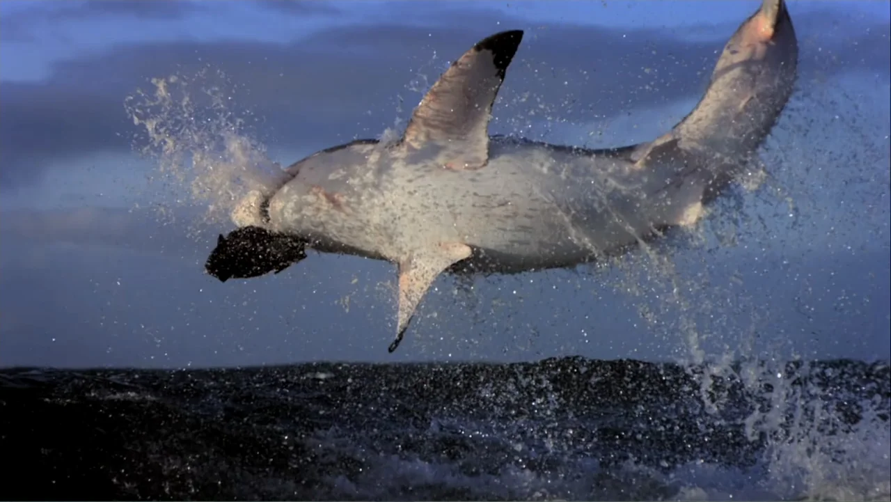 Air Jaws: Night Stalker (2016) movie still: wide — A great white shark leaps from the dark choppy ocean waters at sunrise. The shark is arched in…