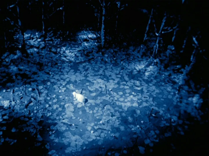 Rabbit’s Moon (1950) movie still: wide — A dark, murky swamp floor covered in fallen leaves and gnarled tree roots. A singular small bright shape…