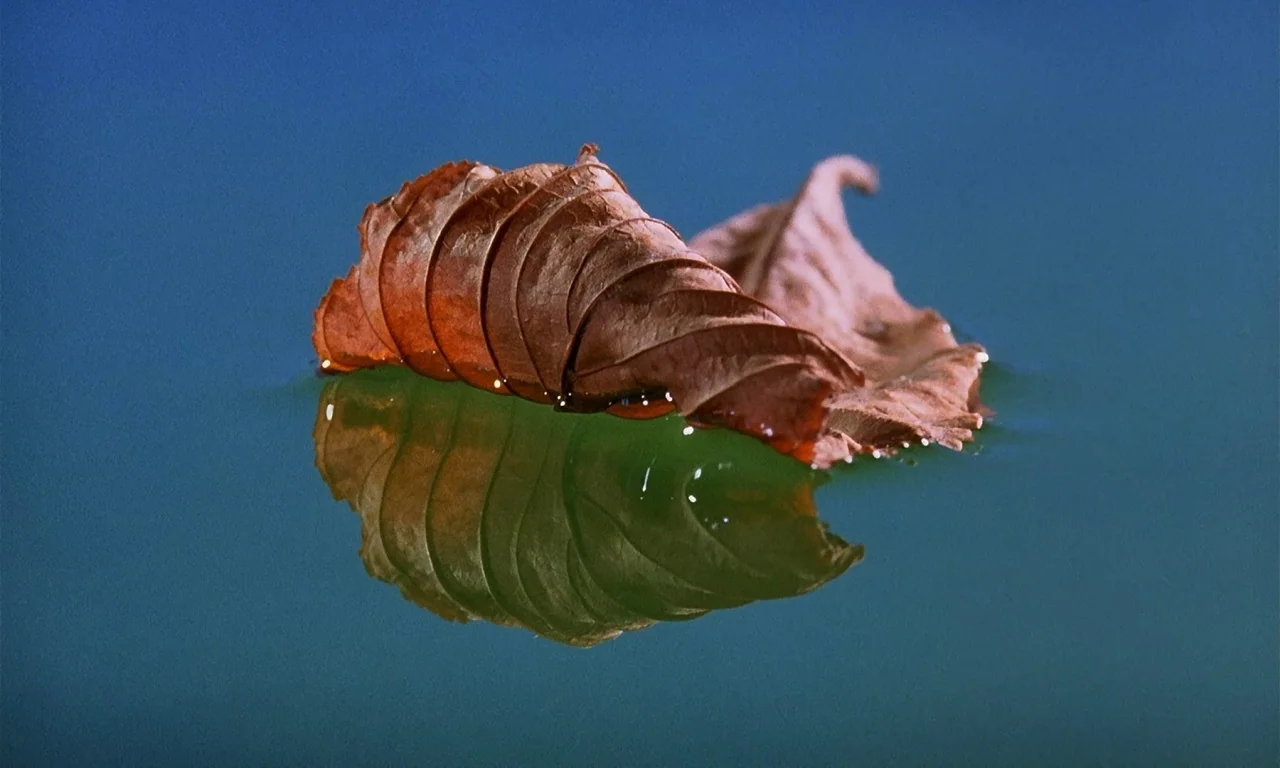 Microcosmos (1996) movie still: closeup — A single curled brown leaf floats on the surface of calm deep blue water. The leaf casts a clear…