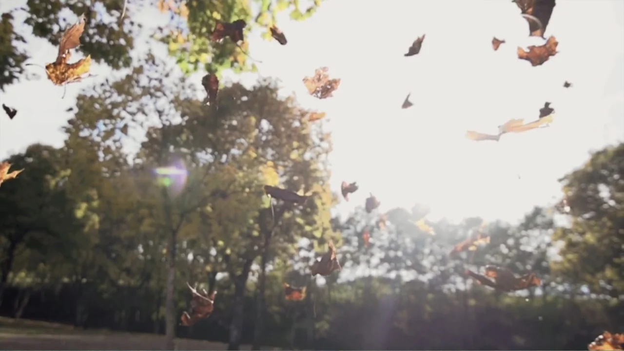 Hare Krishna! The Mantra, the Movement and the Swami Who Started It All (2017) movie still: establishing — A park landscape displays tall trees with…
