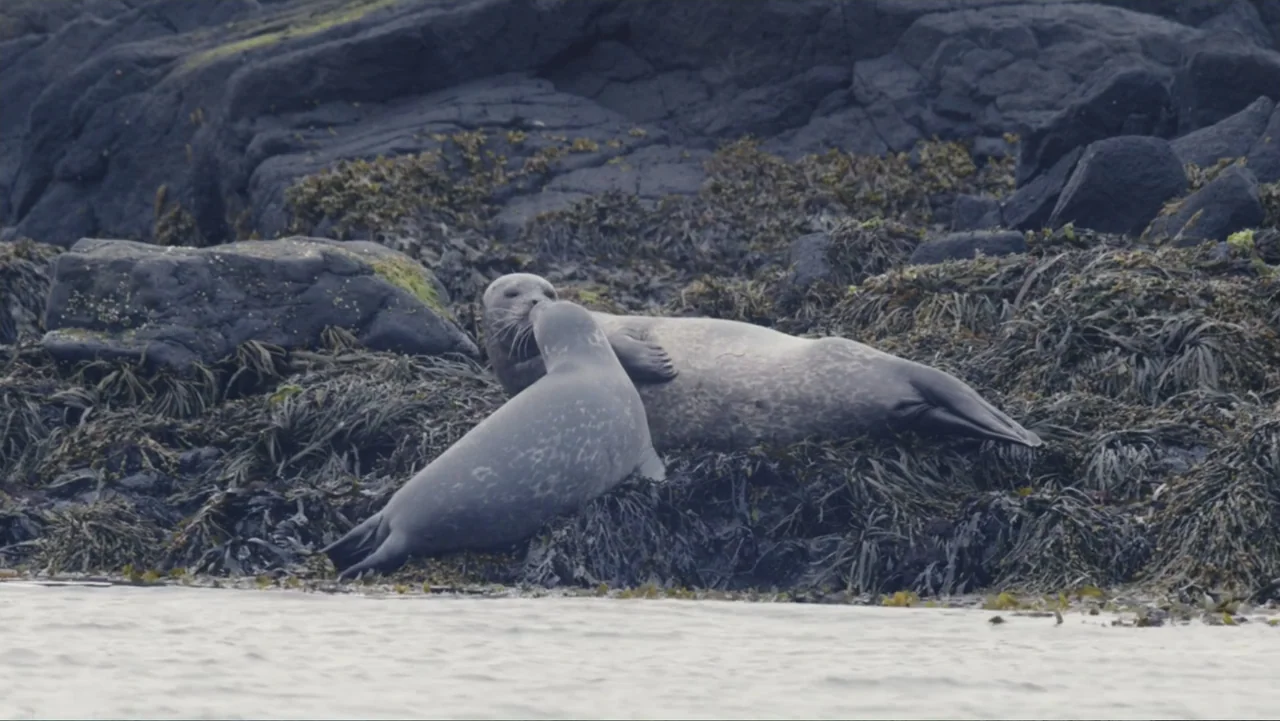 Iceland, the newborn island (2018) movie still: medium — Two harbor seals lie on a dark, wet rocky coastline covered in thick seaweed. The seals are…