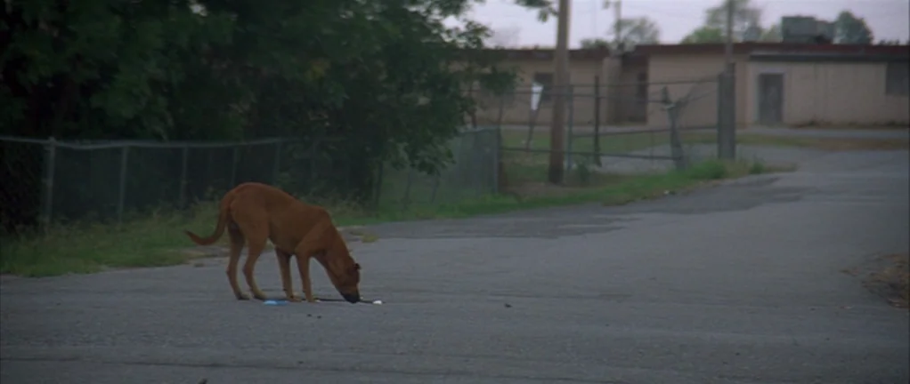 Shotgun Stories (2007) movie still: wide — A brown dog stands alone on a weathered asphalt surface near a chain-link fence. The animal inspects a…