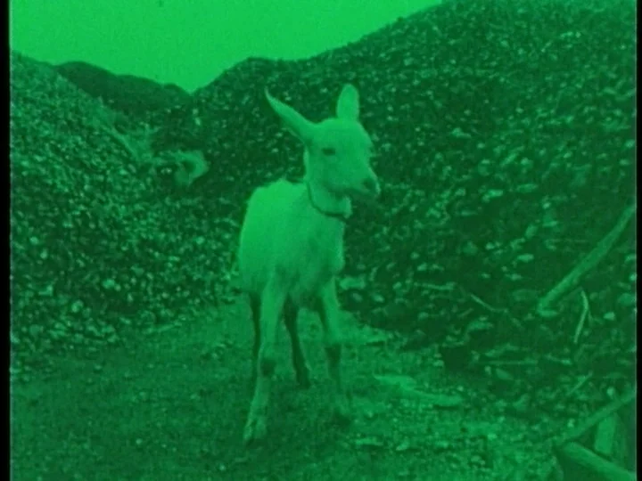 The Cage (1964) movie still: medium — A light-colored goat stands in a rocky quarry surrounded by piles of dark gravel. The animal faces the camera…