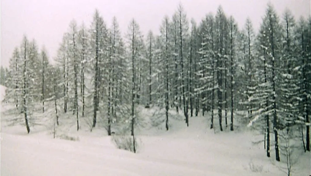 The Great Silence (1968) movie still: establishing — A dense cluster of tall coniferous trees stands amidst a vast expanse of snow. Light snow…