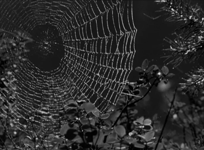 Summer with Monika (1953) movie still: closeup — A complex spider web stretches between dark coniferous needles and low-lying shrubs. Sunlight…