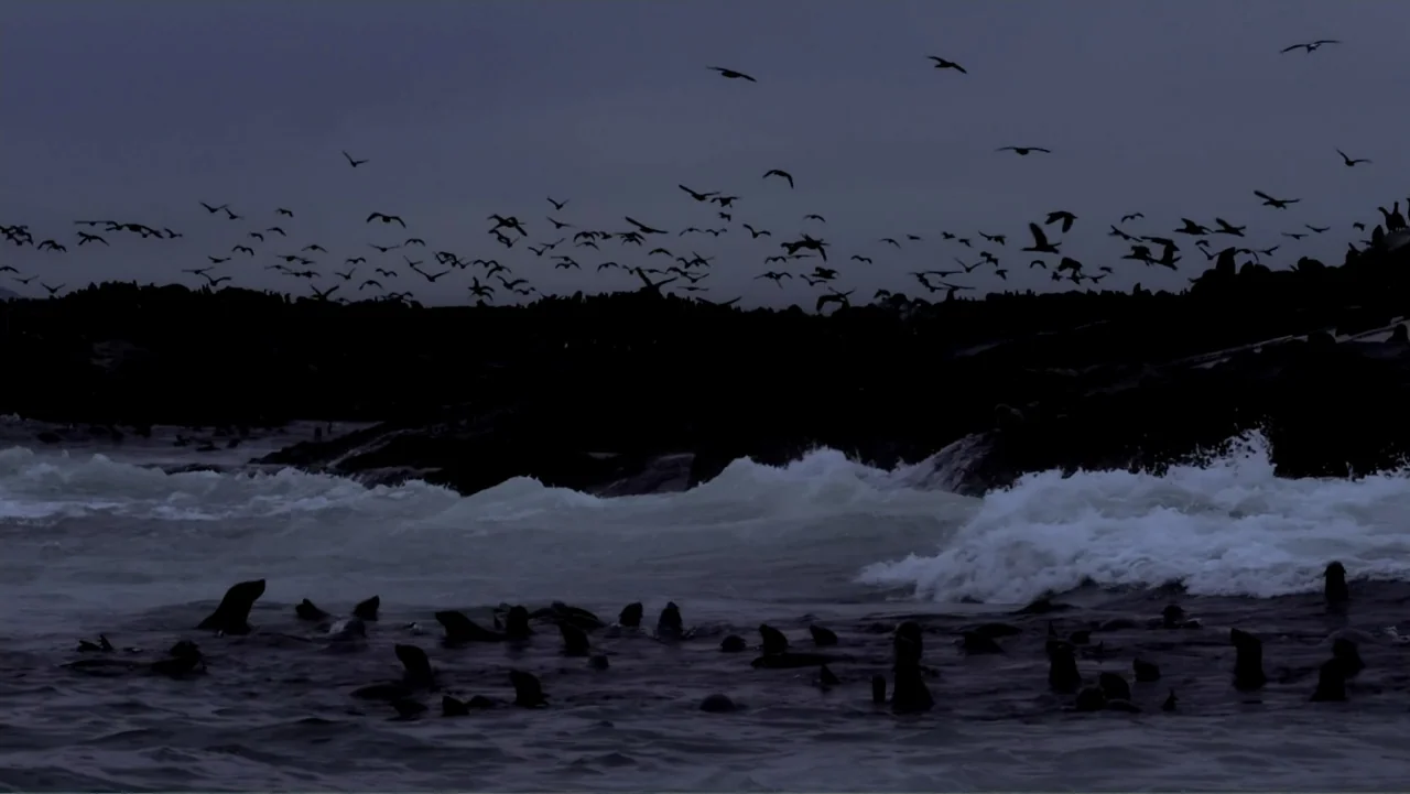 Air Jaws: Night Stalker (2016) movie still: establishing — A dark rocky shoreline meets a churning ocean under a dusk sky. Numerous seals swim in…