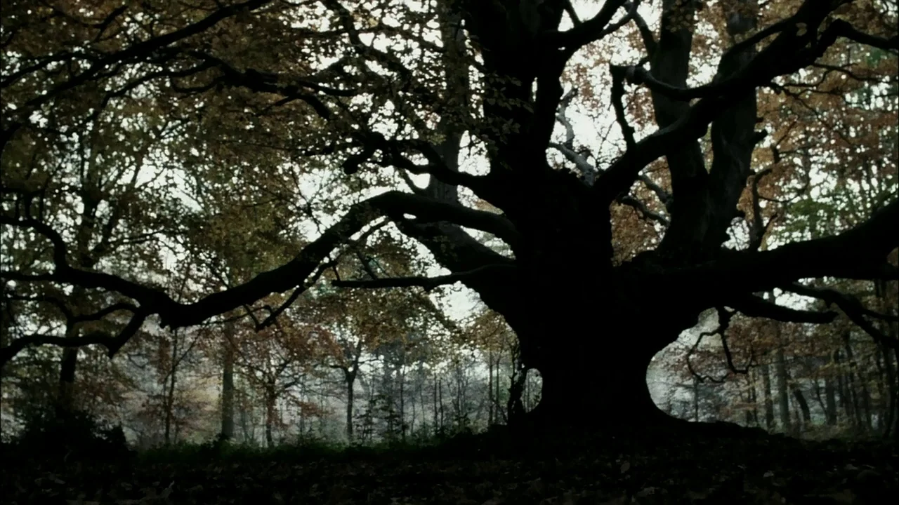 Sleepy Hollow (1999) movie still: establishing — A dense woodland with an old, large gnarled tree dominating the center of the frame. The tree is…
