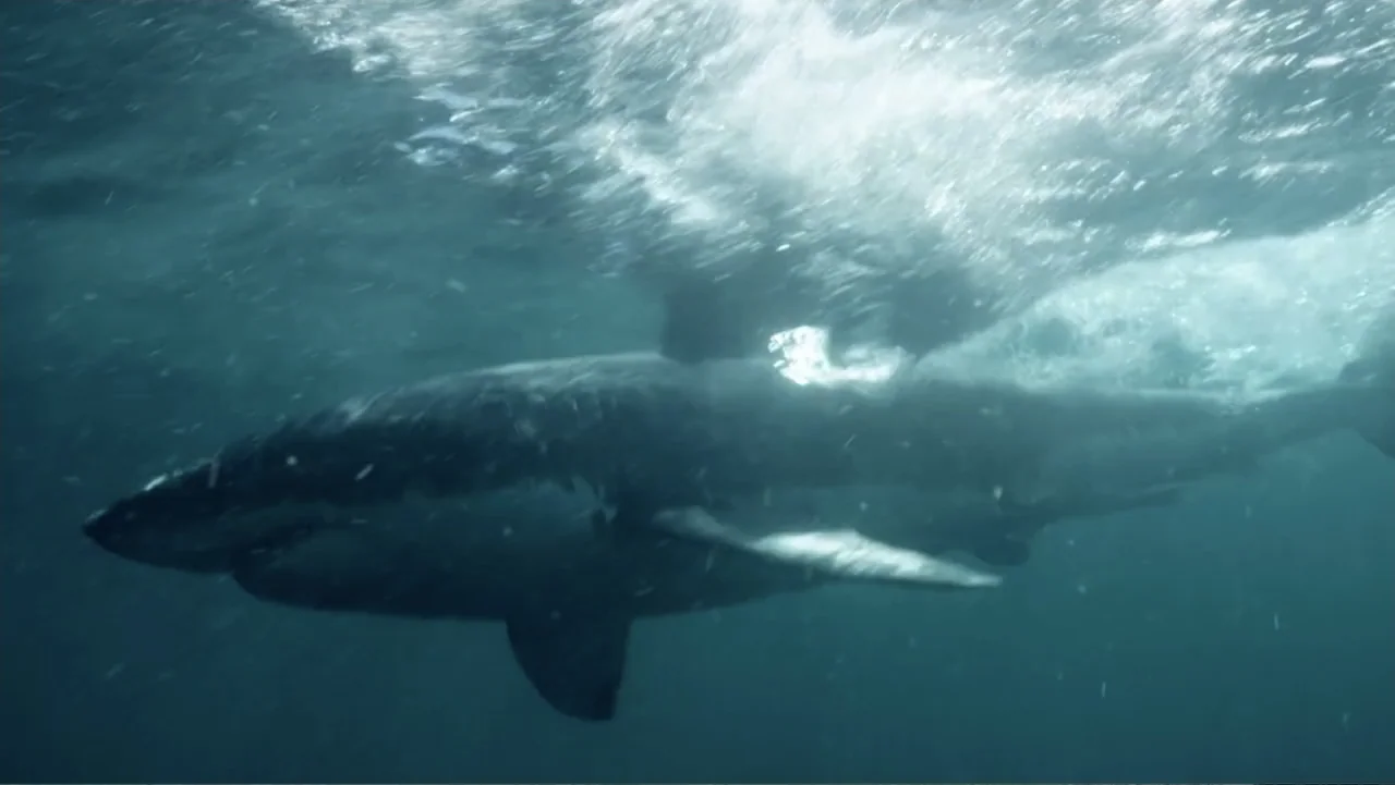 Jaws in the Shallows (2023) movie still: medium — A large great white shark swims through murky blue ocean water near the surface. Sunlight refracts…