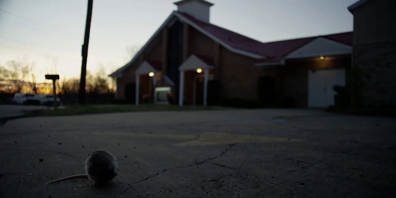 Jakob’s Wife (2021) movie still: wide — A dark parking lot outside a brick building sits under a fading evening sky. A small rat rests on the…