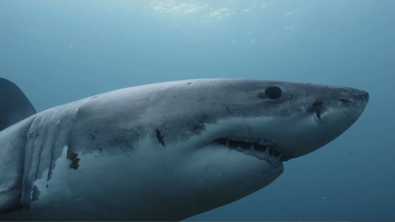 Air Jaws: Final Frontier (2023) movie still: closeup — A great white shark moves through deep blue water with natural overhead light. The shark is…