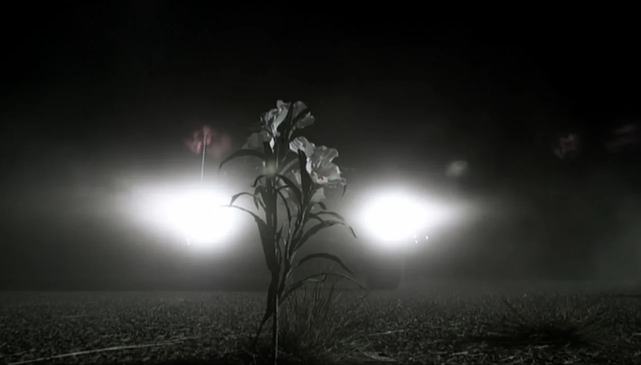 Dark Country (2009) movie still: closeup — A dark stretch of road at night features a solitary flower growing from asphalt. Dual car headlights…
