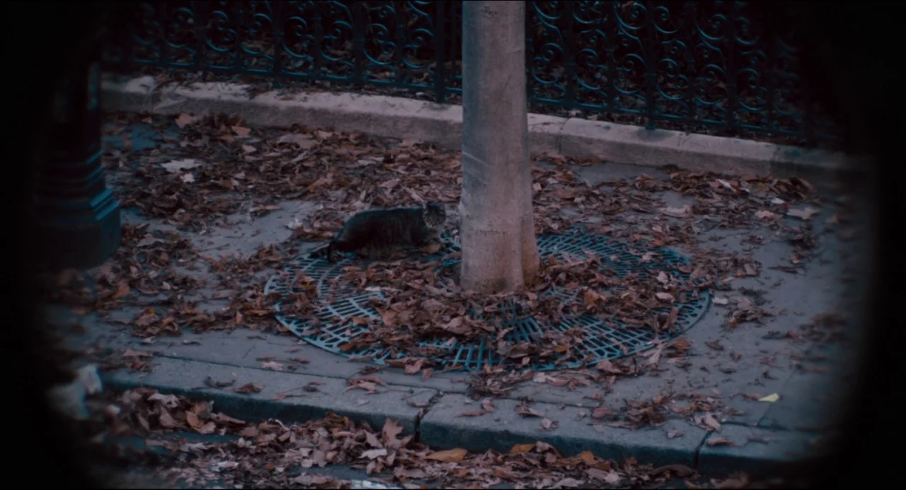 The Night Eats the World (2018) movie still: wide — A stone sidewalk is covered in fallen brown leaves around a circular tree grate. A tabby cat…