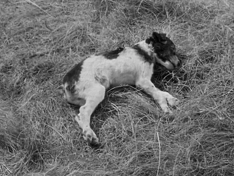 Forbidden Games (1952) movie still: medium — A small dog with mottled fur lies in a patch of dry, harvested grass. The animal is resting on its side…