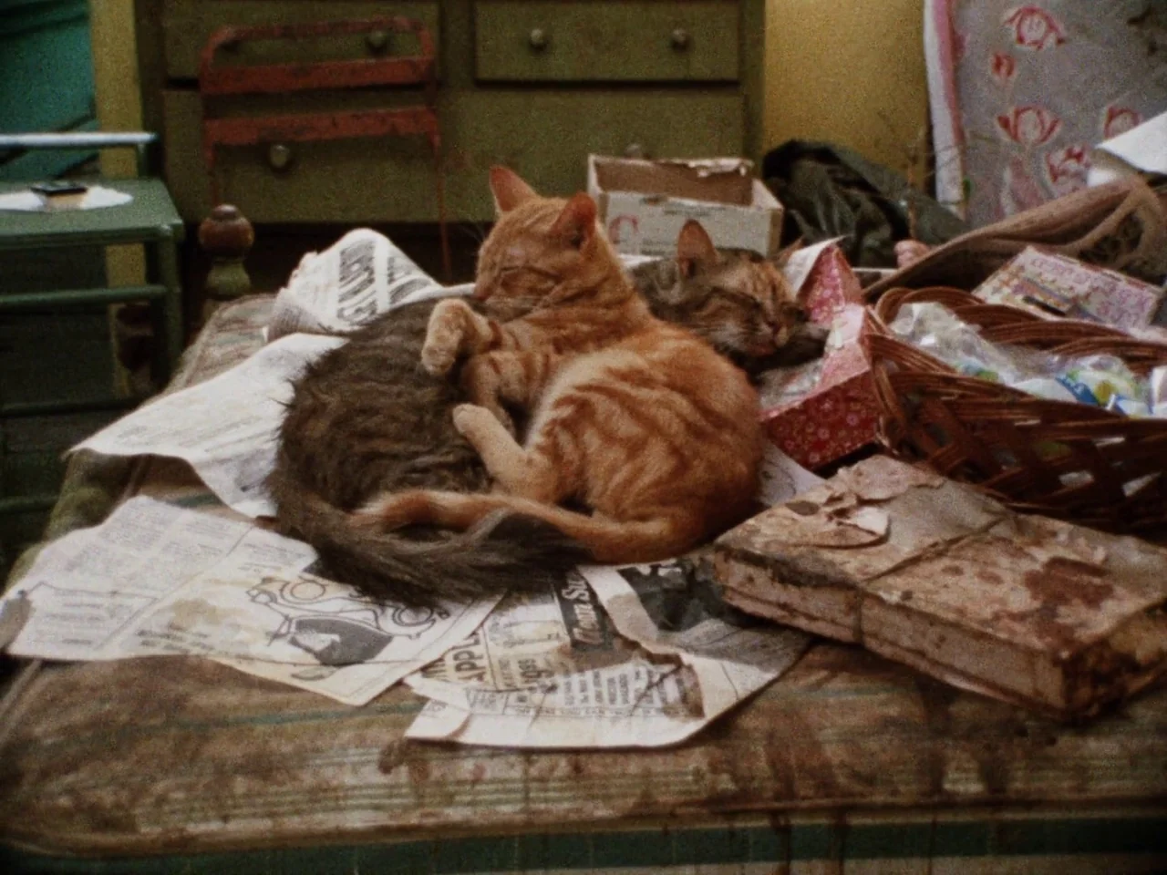 Grey Gardens (1975) movie still: medium — A cluttered surface is covered in old newspapers, a wicker basket, and a box. Two cats sleep in a tight…