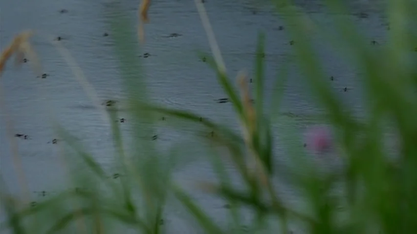 Garage (2007) movie still: wide — A body of water is filled with numerous small insects on its surface. Green grass in the foreground is out of…