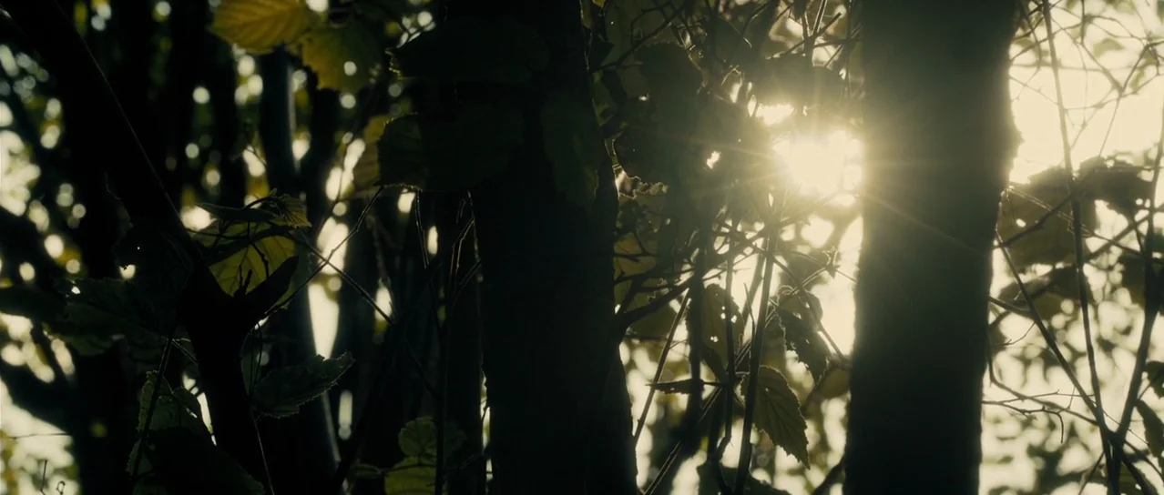 Road Games (2015) movie still: establishing — Dense tree trunks and overlapping leaves fill the frame in a thicket. Sunlight streams through the…