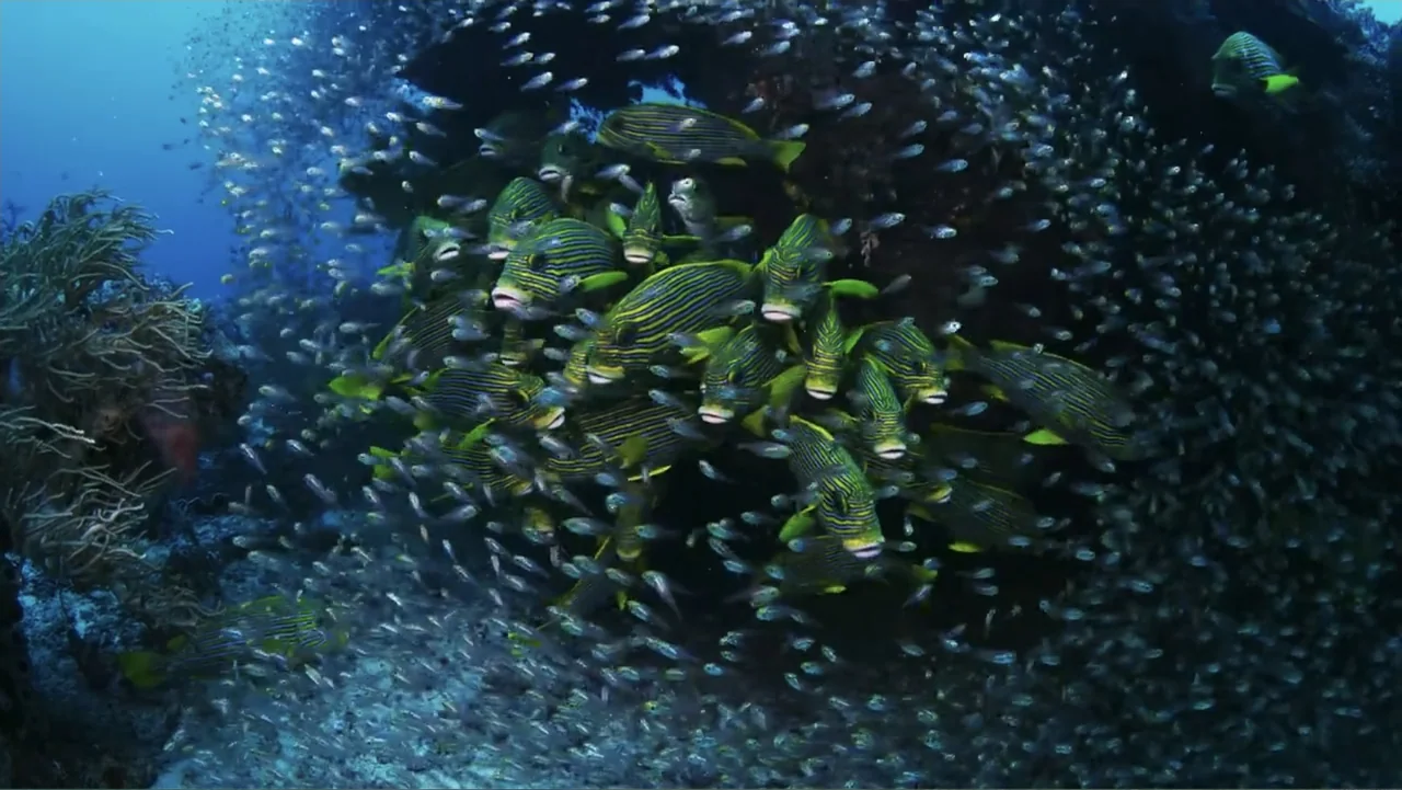 Wild Window: Bejeweled Fishes (2016) movie still: medium — An underwater reef environment filled with a large school of striped yellow fish. The…