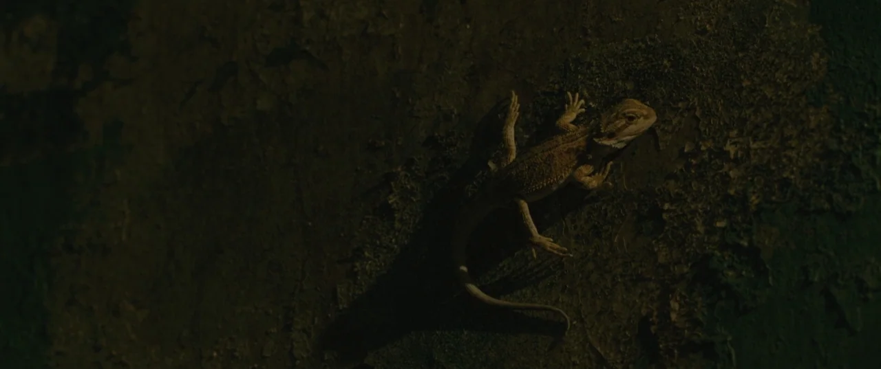 Evolution (2015) movie still: closeup — A small lizard clings to a dark, rough-textured surface with uneven, weathered patches. The lizard remains…