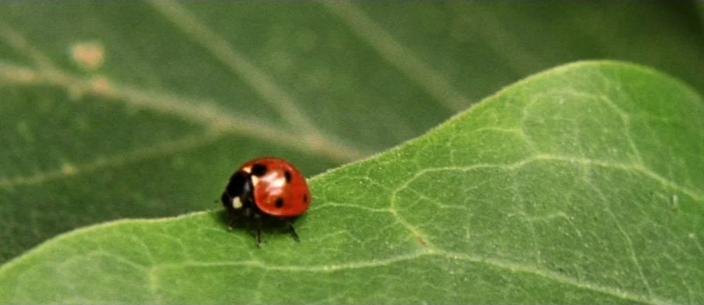 Innocence (2005) movie still: closeup — A close-up view shows a single ladybug resting on a textured green leaf. The insect occupies the lower left…