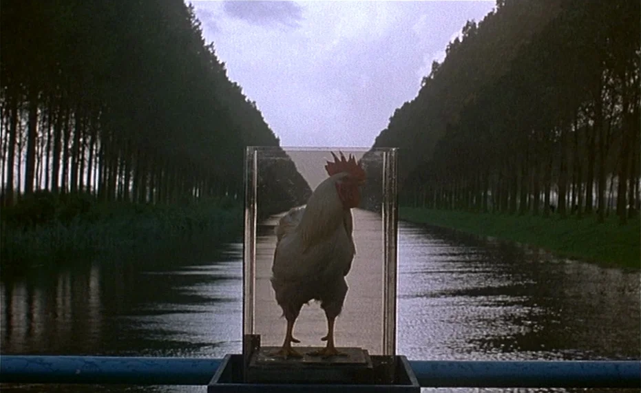 Jane B. par Agnès V. (1988) movie still: medium — A narrow canal stretches between rows of tall trees under a cloudy sky. A white rooster stands…