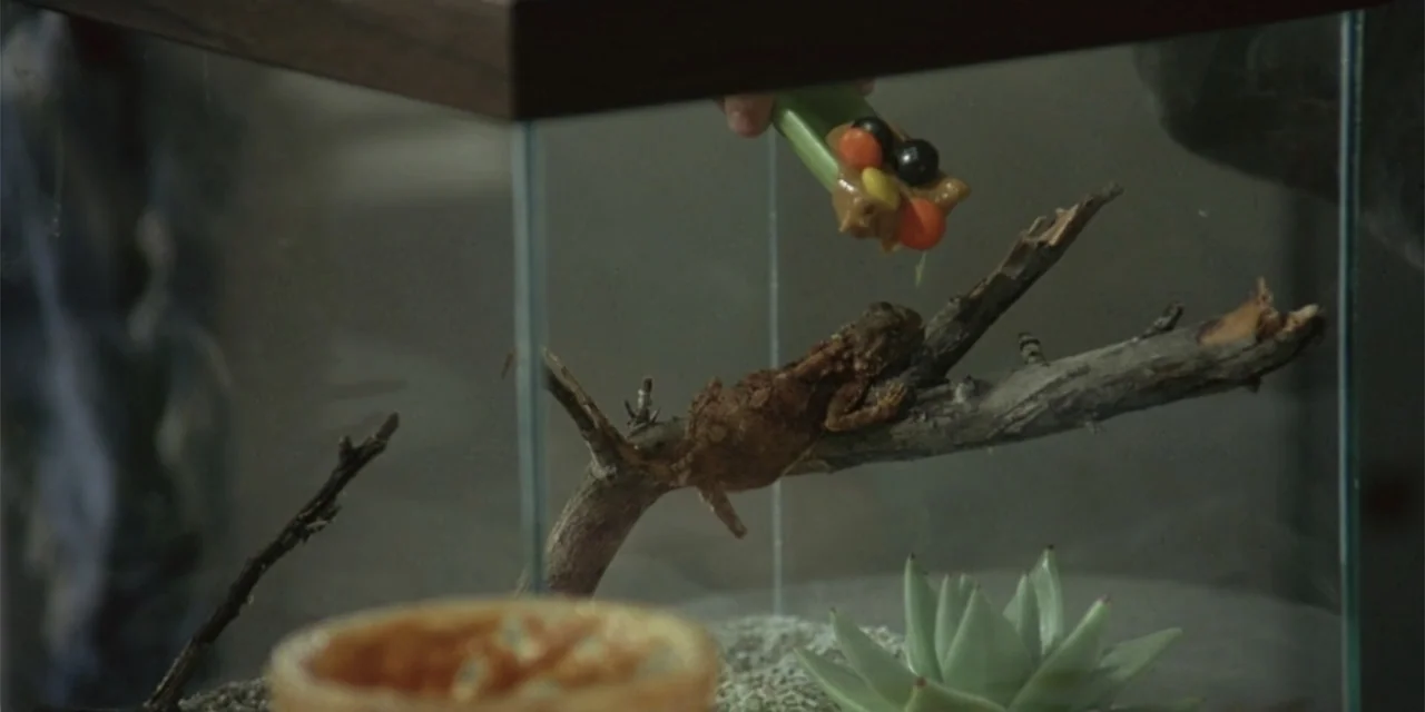 El sótano (2024) movie still: medium — A glass terrarium contains a piece of driftwood and a small succulent plant. A lizard sits on the wood while…