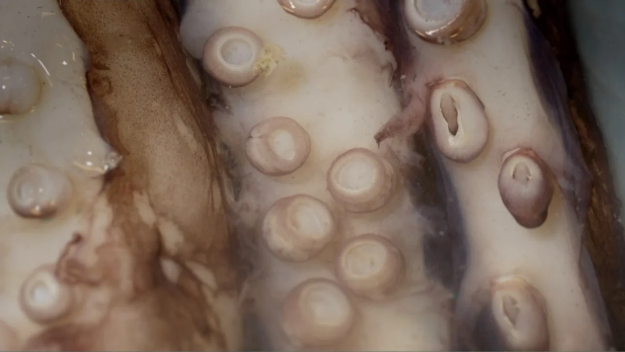 Fantastic Beasts: A Natural History (2022) movie still: closeup — A close-up of a cephalopod tentacle showing organic white flesh and multiple…