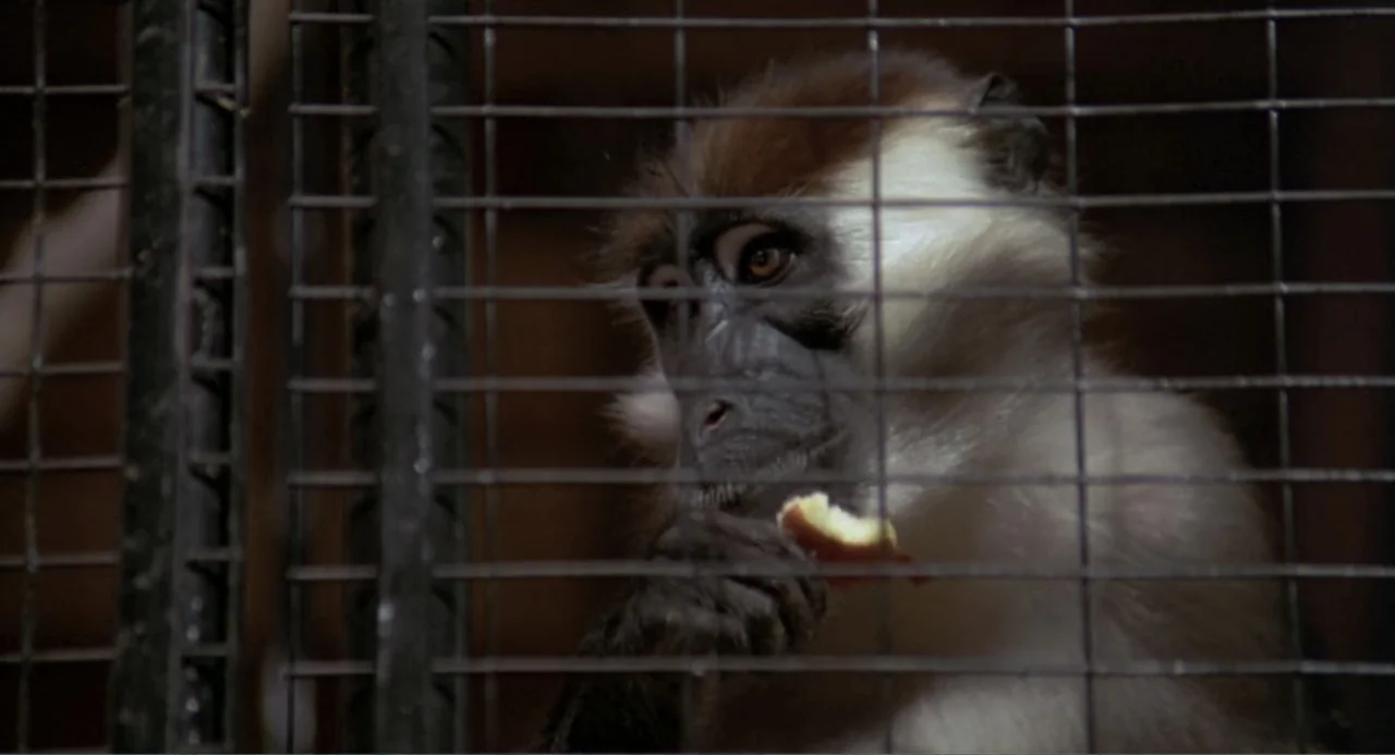 An Experiment in Fear: The Making of Monkey Shines (2014) movie still: closeup — A mangabey monkey sits behind a thick black metal wire mesh cage.…