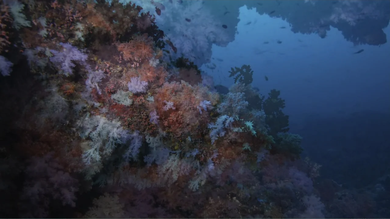 A Wild Window: Coral Kingdoms (2016) movie still: wide — A vast underwater coral reef features dense clusters of soft colorful organisms. Numerous…