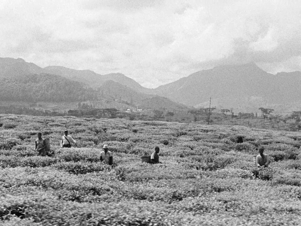 Tabu (2012) movie still: wide — A vast tea plantation stretches toward rolling mountains under a cloudy sky. Five workers move between rows of…