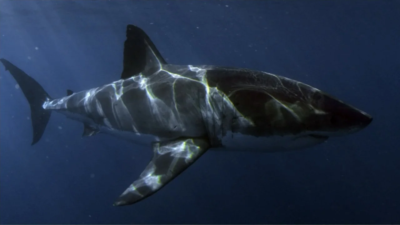 Zombie Sharks (2014) movie still: medium — A great white shark is suspended in deep blue open ocean water. The shark swims horizontally through the…