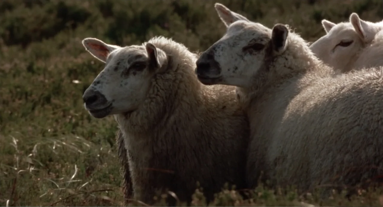 Dancing at Lughnasa (1998) movie still: medium — A group of sheep huddle together in a grassy, open field during the day. The animals stand…