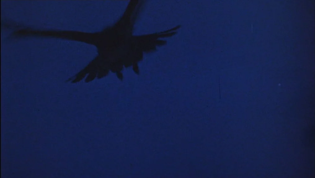 Targets (1968) movie still: wide — A dark blue expanse of night sky dominates the frame with visible film grain. A single bird is silhouetted…