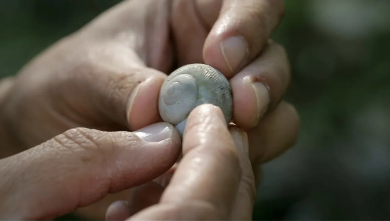 Islands of Creation (2015) movie still: closeup — A close-up view shows a person's hands holding a textured grey snail shell. The fingers gently…