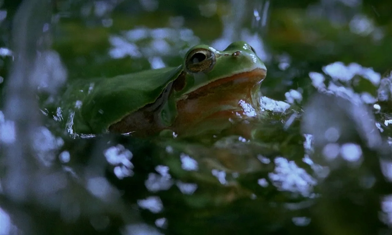 Microcosmos (1996) movie still: closeup — A green frog sits in a murky pond surrounded by rippling dark water. The creature is half-submerged with…