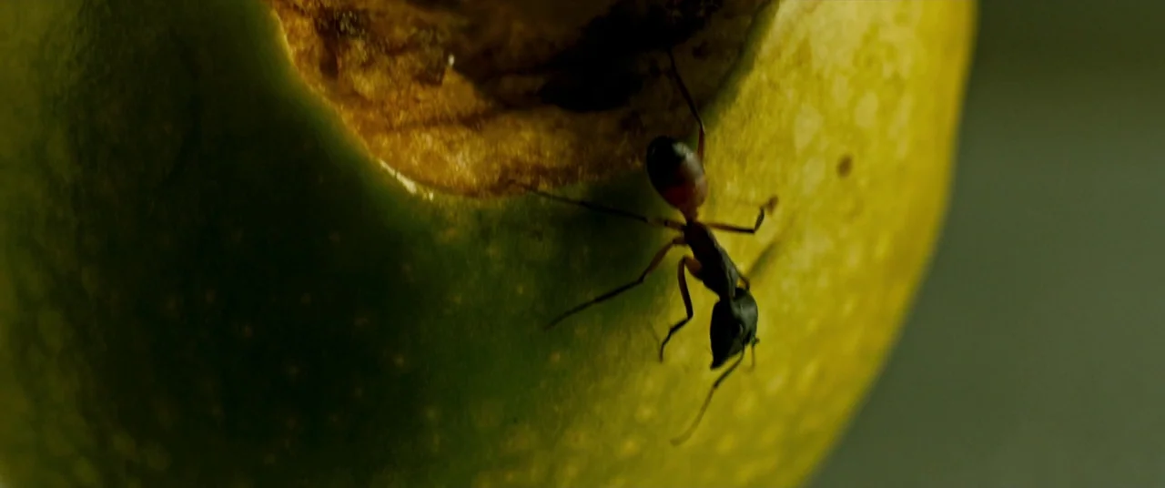 Revenge (2017) movie still: closeup — A close-up shot shows a small ant moving over the skin of a fruit. The fruit surface has a section of brown…