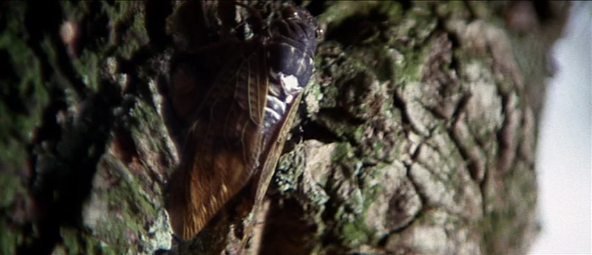 Lone Wolf and Cub: Baby Cart to Hades (1972) movie still: closeup — A dark cicada is perched on the rugged, mossy bark of a tree trunk. The insect's…