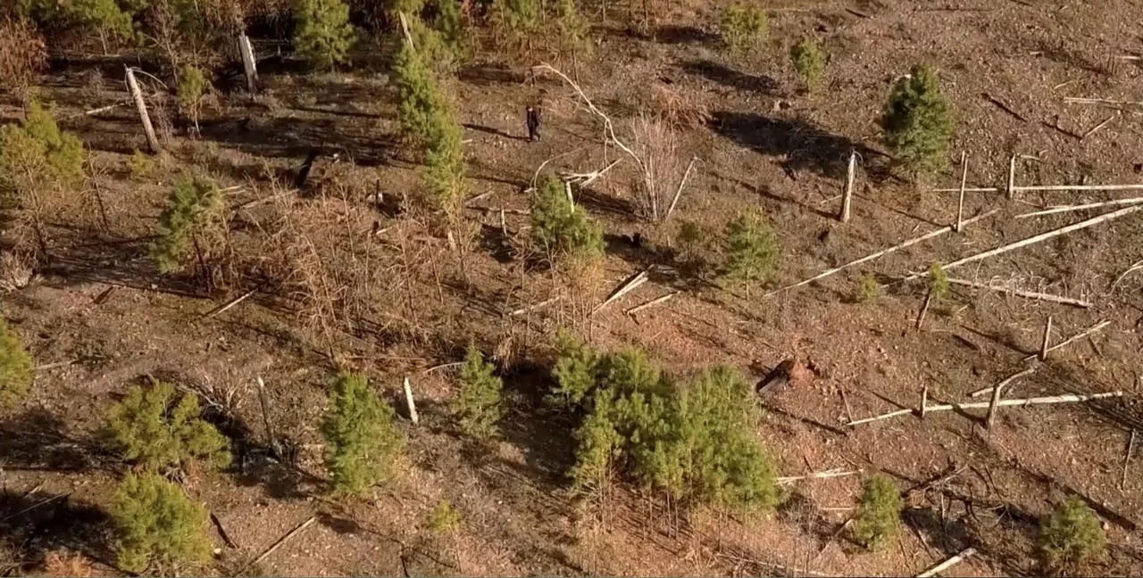 Alien Abduction: Travis Walton (2022) movie still: establishing — A dry, hilly landscape is covered with pine trees and scattered fallen timber. A…