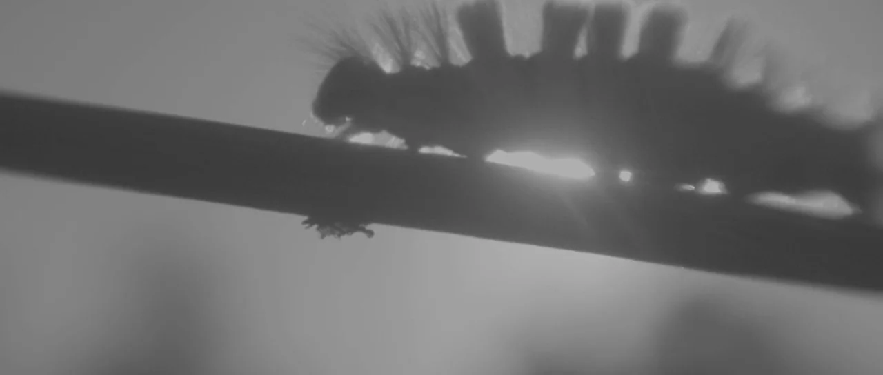 A Field In England (2013) movie still: closeup — A spiky caterpillar crawls along a thin, horizontal branch in a bright environment. The scene is…