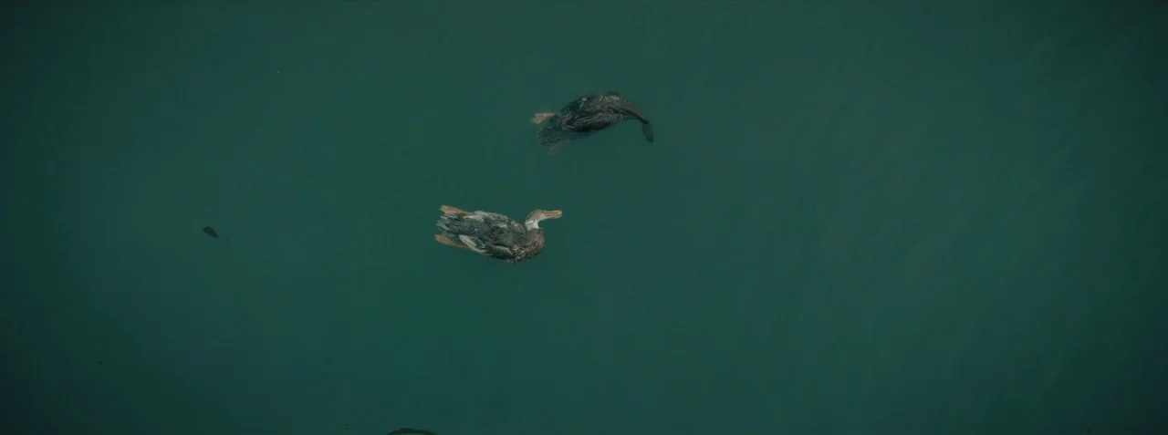 Dead Pigs (2018) movie still: wide — Two ducks drift on a dark, teal-colored surface of deep water. The ducks are seen from a direct overhead aerial…