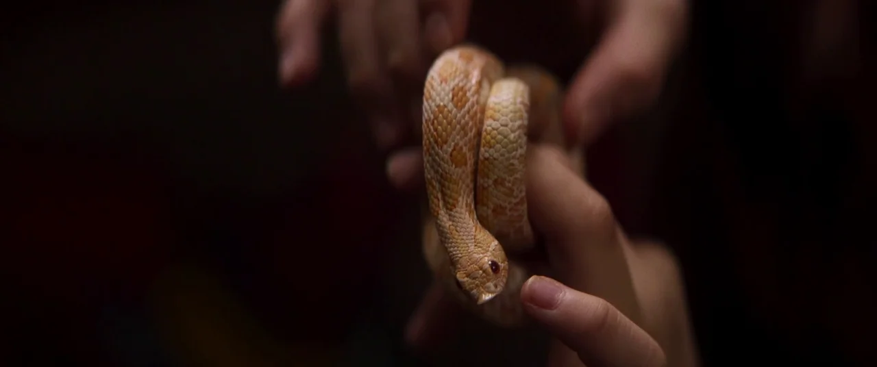 Falling (2020) movie still: closeup — A close-up view shows a small orange and cream patterned snake held in hands. The background is completely…