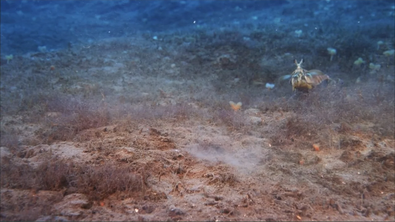 Deep Sea 3D (2006) movie still: wide — The ocean floor is covered in thick patches of brown algae and sand. A single small fish glides near the…