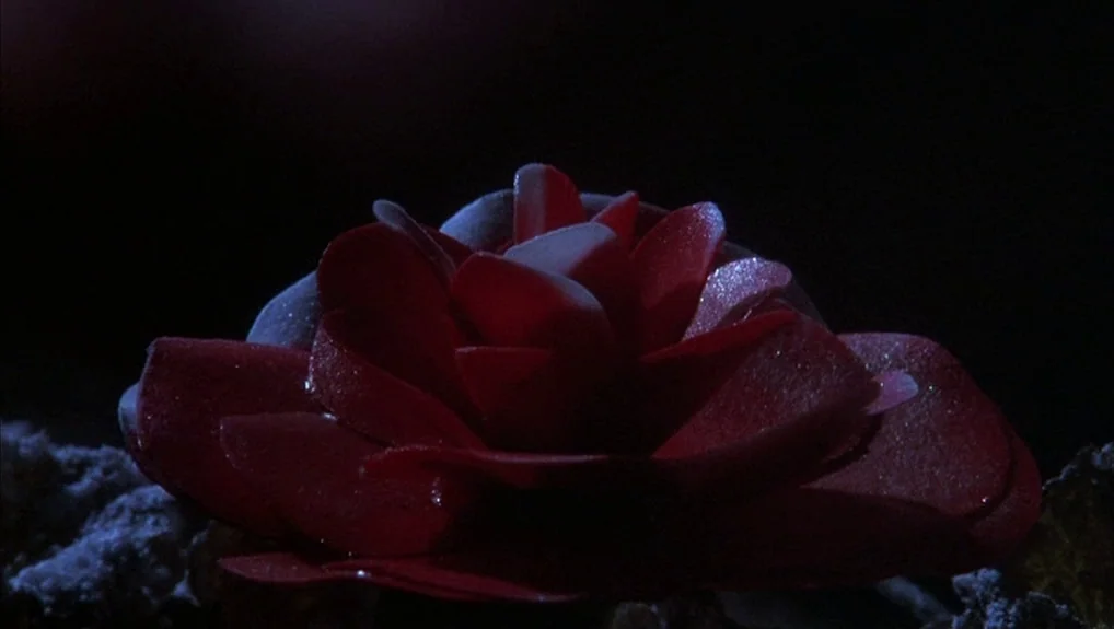 The Company of Wolves (1984) movie still: closeup — A single dark red flower sits against an entirely black, featureless background. The petals…
