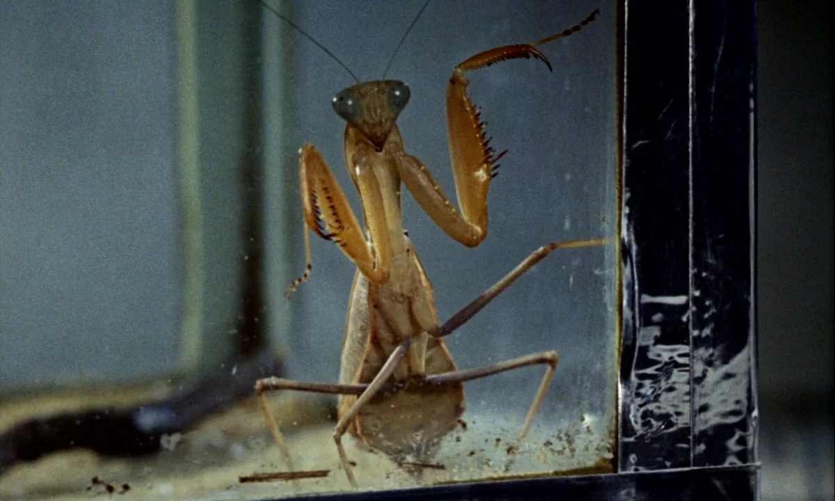 Wonderwall (1968) movie still: closeup — A brown praying mantis stands inside a glass enclosure with a metallic frame. The insect is positioned…