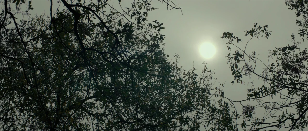 The Two Faces of January (2014) movie still: establishing — The sun shines through the thick, interwoven branches and leaves of a dense forest. Dark…