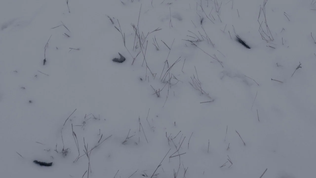 An Elephant Sitting Still (2018) movie still: establishing — A flat field covered in a thin layer of snow. Sparse, dead grass stalks protrude…