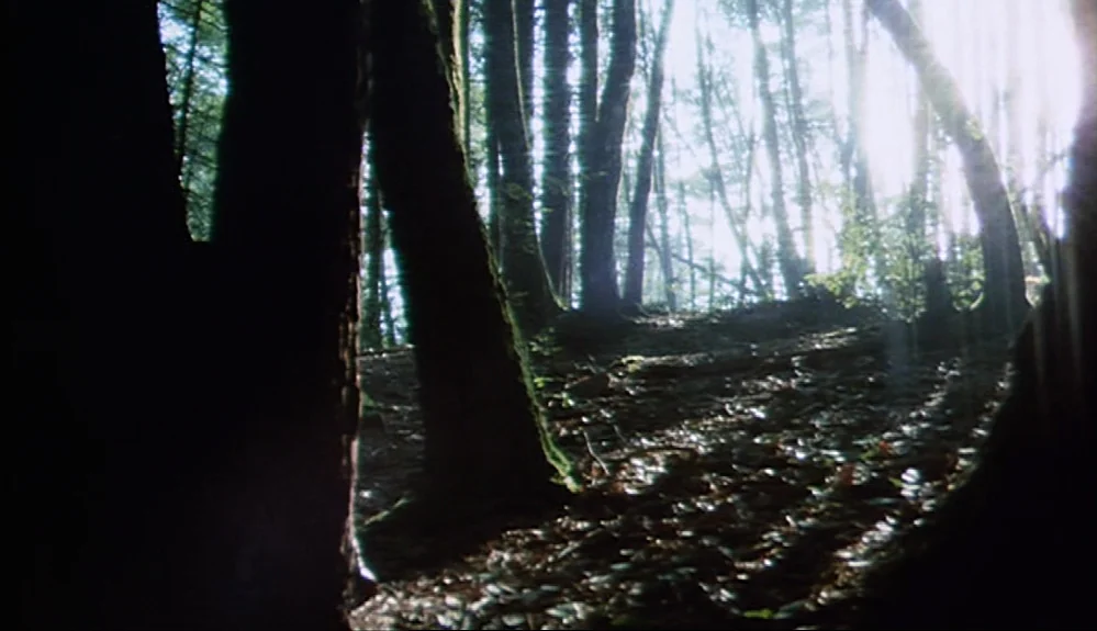 Harold and Maude (1971) movie still: establishing — A dense forest floor is covered in fallen leaves under tall, mossy tree trunks. Shafts of…