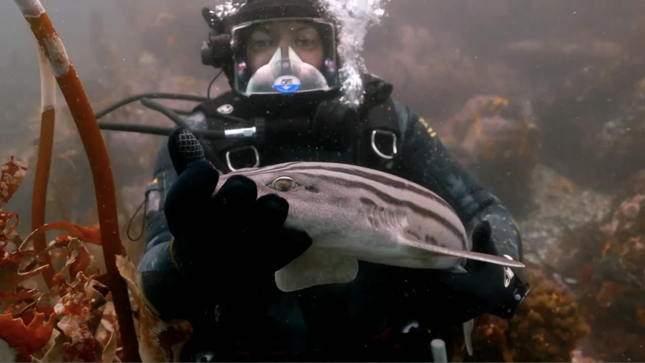 Alien Sharks: Strange New Worlds (2023) movie still: medium — An underwater scene in a kelp forest with sediment-filled murky water. A scuba diver…