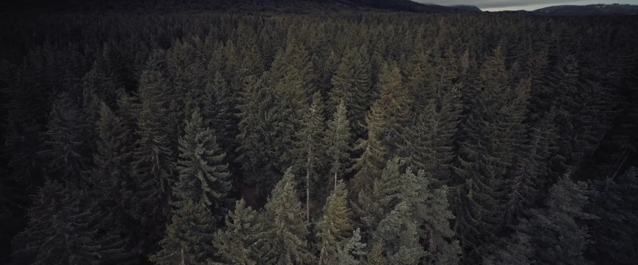 Meanwhile On Earth (2024) movie still: establishing — A dense, dark evergreen forest fills the frame from a high elevated perspective. The sprawling…